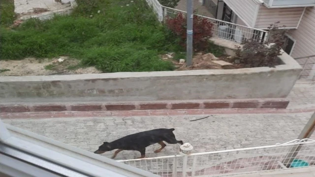 Havlayan köpekten korkup kaçan çocuğa araba çarptı