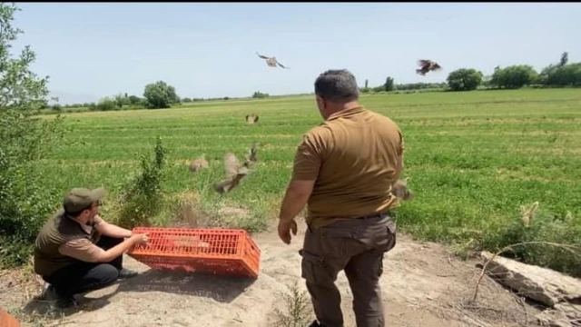 Iğdır’da doğaya 175 adet kınalı keklik bırakıldı