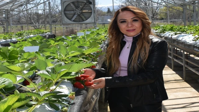 “Kalede Çilek Kadın Elinde Yetişecek” Projesi devrede