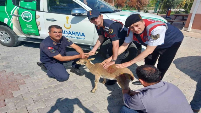 Karaman’da yaralı halde bulunan dağ keçisi tedavi altına alındı