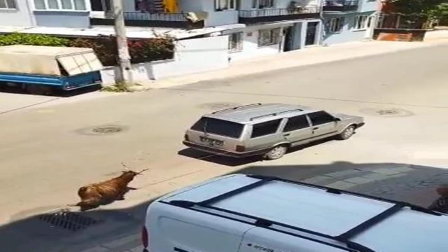 Keçiyi, aracının arkasına bağlayıp çekerek götüren sürücüye gözaltı