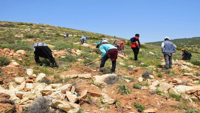 Kilis bal ormanında çalışmalar sürüyor