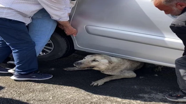 Köpeği sıkıştığı yerden hafif ticari aracı kaldırarak kurtardılar 