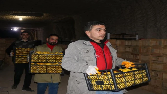 Limonlar, tüf oymalı soğuk hava depolarında korunuyor