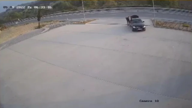 Lüks otomobille mazgalları çaldılar