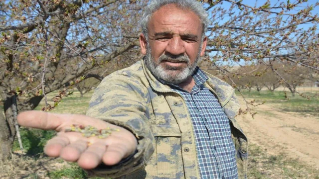 Malatya’da kayısıyı don vurdu