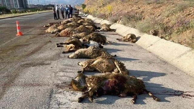 Malatya’da yolcu otobüsü koyun sürüsüne çarptı