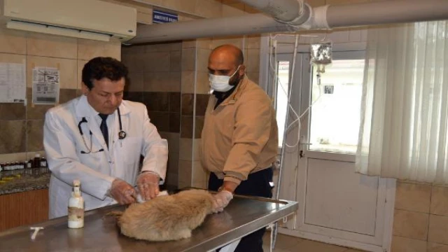Manisa’da köpekleri tarım ilaçlı tavuk etiyle öldürmüşler