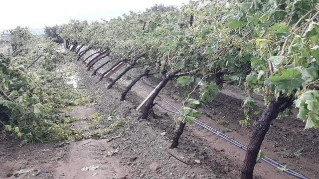 Manisa’da şiddetli dolu yağışı bağlarda zarara yol açtı