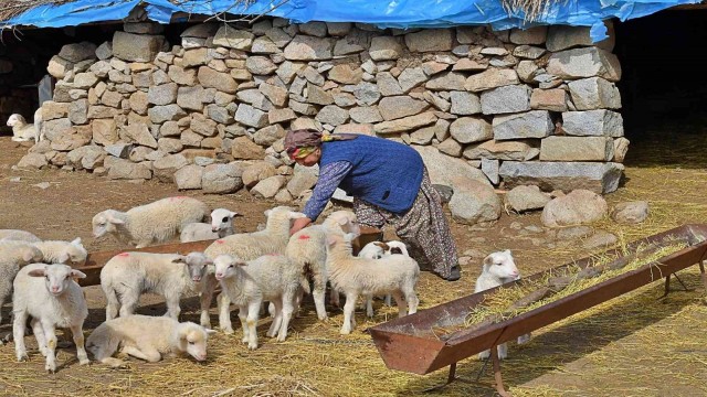 ”Mera İzmir” projesi üreticiyi memnun etti: 258 çobanla yüksek fiyattan süt alım anlaşması