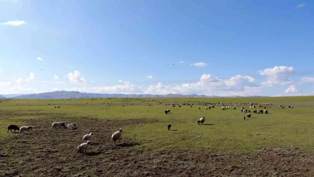 Muş, bölgenin hayvancılık merkezi haline geliyor