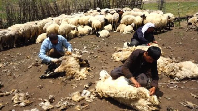 Muş’ta koyun kırkma zamanı