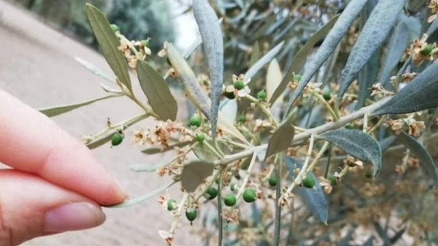 Nazilli İlçe Tarım ve Orman Müdürlüğü üreticileri ’zeytin güvesi’ne karşı uyardı