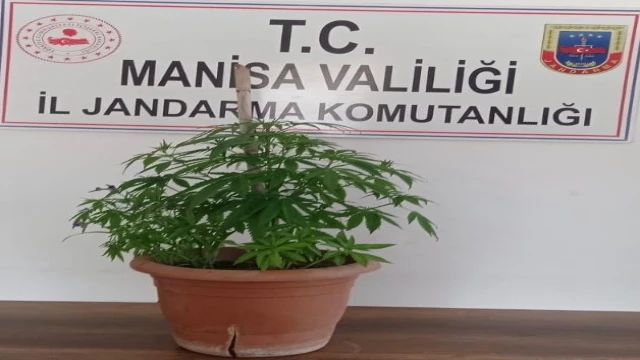 Saksıda Hint keneviri yetiştirdi