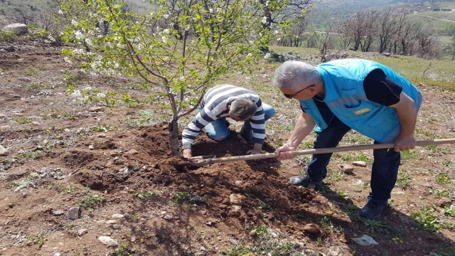 Şaphane’de kiraz ve vişne bahçelerinde fenolojik gözlem çalışmaları