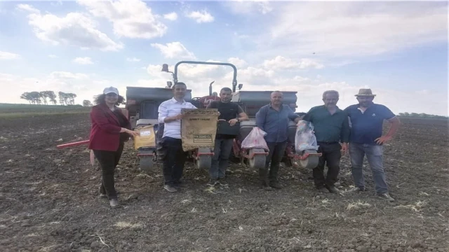 Saray’da ayçiçek çeşit denemesi yapıldı