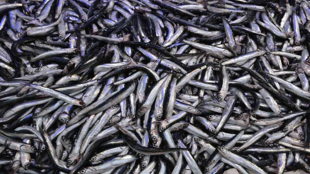 Sinop’ta avlanan az miktarda hamsi, kilosu 60 liradan satılıyor