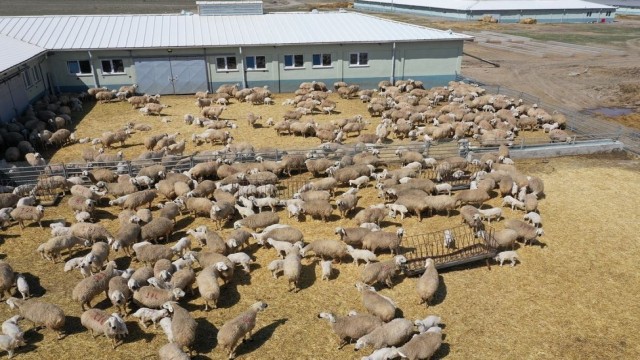 Sivas’ta küçükbaş hayvan varlığı 900 bini aştı
