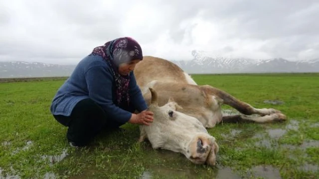 Tek geçim kaynağı ineği öldü, büyük üzüntü yaşadı