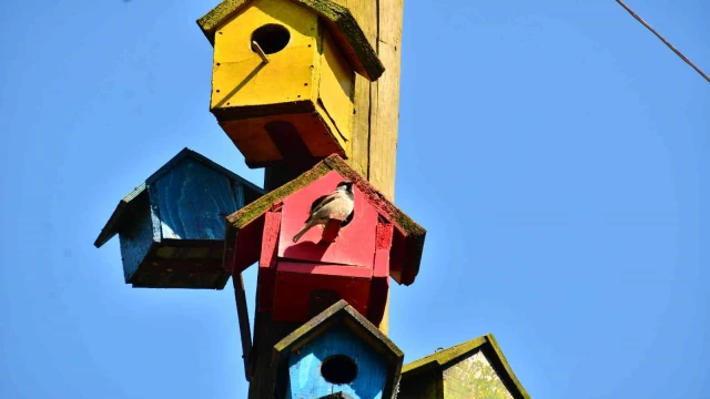 Telef olan hayvanlar sanat eserine dönüşüyor
