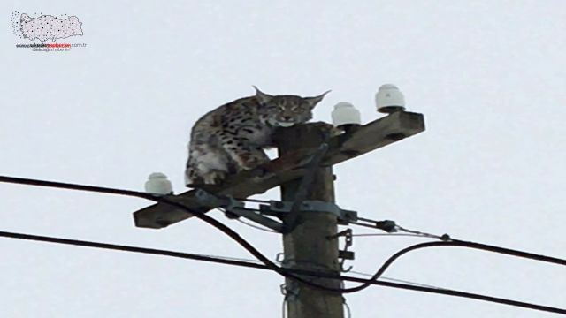 Telefon direğine tırmanan vaşağı “gel pisi pisi” diye çağırdı