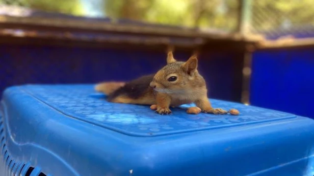 The squirrel, whose hind legs were paralyzed, is under care