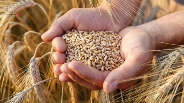 TMO: Ekmek maliyetinde undan gelen fiyat artışı minimize edilmiştir