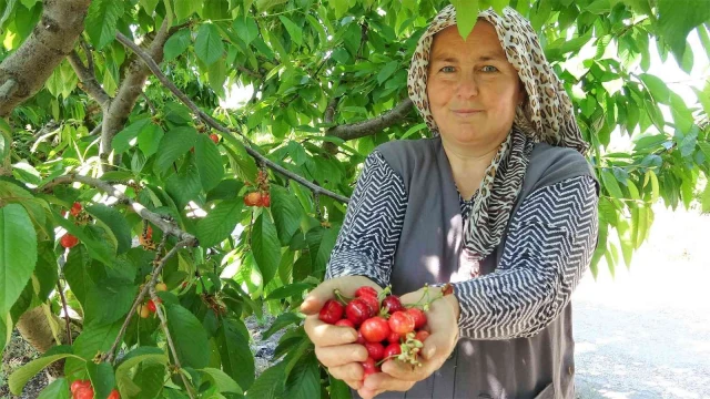 Tokat’ta turfanda kiraz hasadı başladı