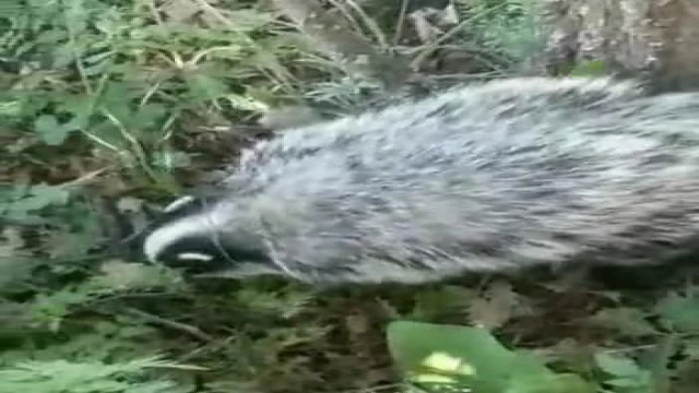 Tunceli’de kırmızı listedeki porsuk görüntülendi