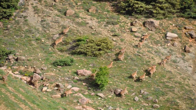 Tunceli’de yaban keçileri dron ile görüntülendi