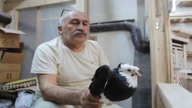 Türk fısıldayıcısı olarak kayıtlara geçen Bayburt güvercini ilgi çekmeye devam ediyor