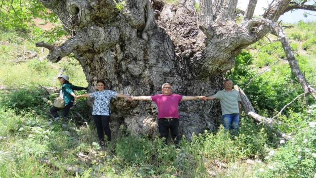 Türkiye’de şu ana kadar görülmedi: Tunceli’de 9 metre 22 santimetre gövde çapına sahip ceviz ağacı tespit edildi