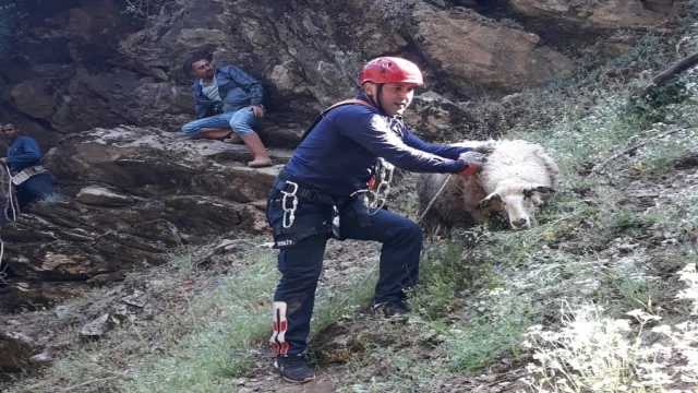Uçurumda mahsur kalan koyun ve kuzu kurtarıldı