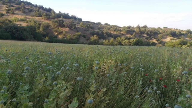 Yasadışı ekilen 160 bin kök haşhaş ele geçirildi