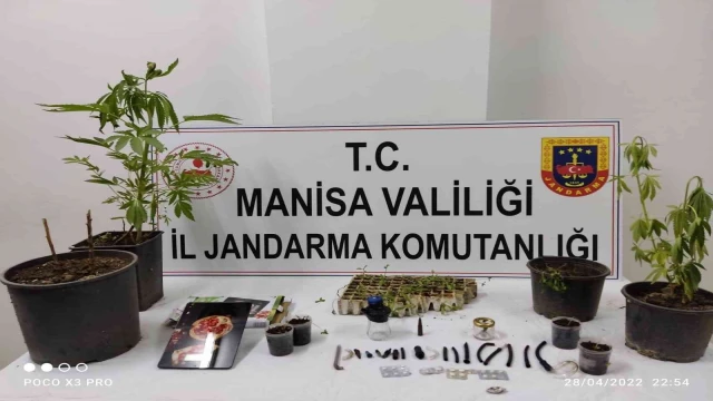 Yasadışı kenevir eken şahıslara operasyon