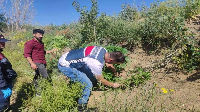 Yozgat’ta 249 kök Hint keneviri ele geçirildi