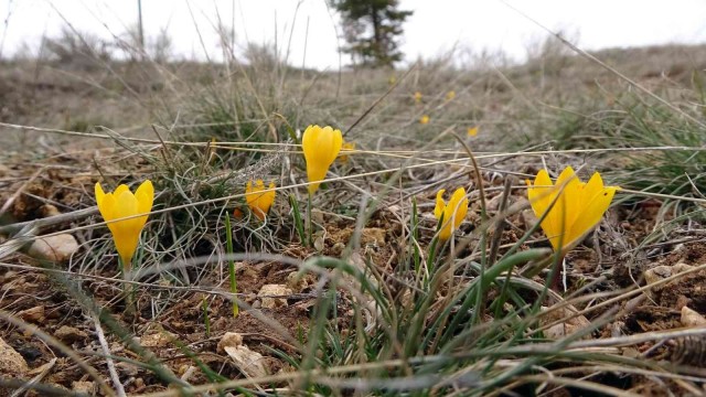 Yozgat’ta baharın habercisi ‘Çiğdemler’ çiçek açtı