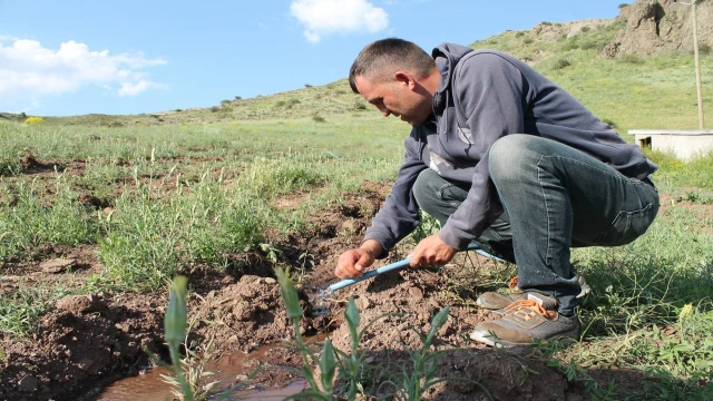 Zabıta memuru bin 500 goji berry fidesini toprakla buluşturdu