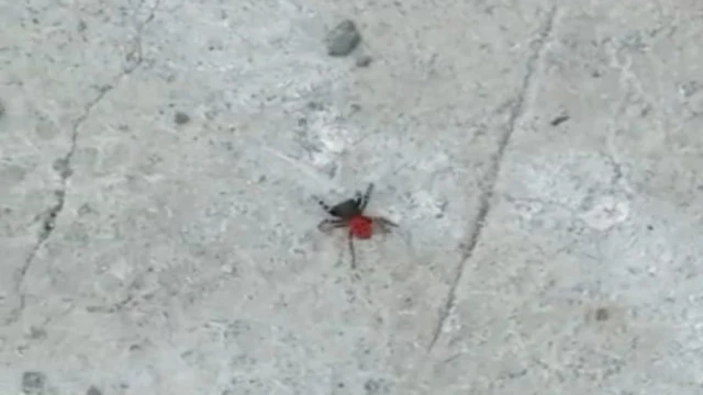 Zehirli uğur böceği örümceği bu kez de Bozüyük’te görüldü