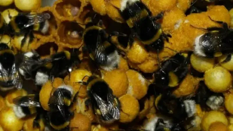 Laboratuvarda seralar için 'bombus arısı' üretildi