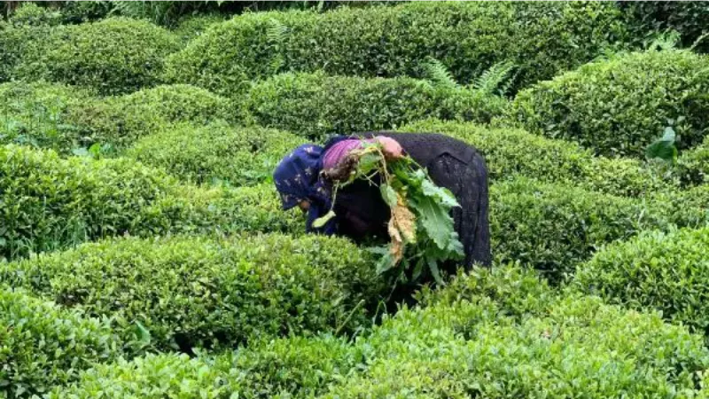 Çay hasadında 'yabancı mevsimlik işçi göçü olmasın’ çağrısı