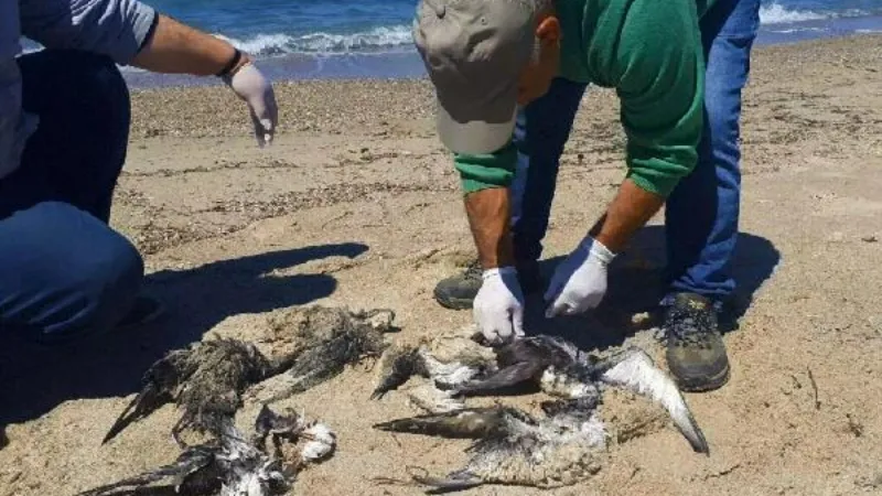 Kuşadası Sahili'nde 24 yelkovan kuşu ölü bulundu