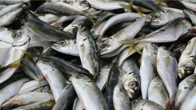Prof. Dr. Samsun: Küresel ısınma nedeniyle avlanan balık miktarı azaldı