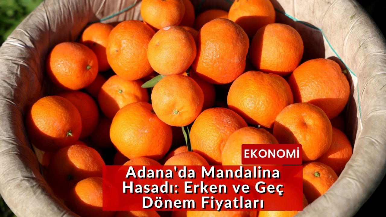 Adana'da Mandalina Hasadı: Erken ve Geç Dönem Fiyatları