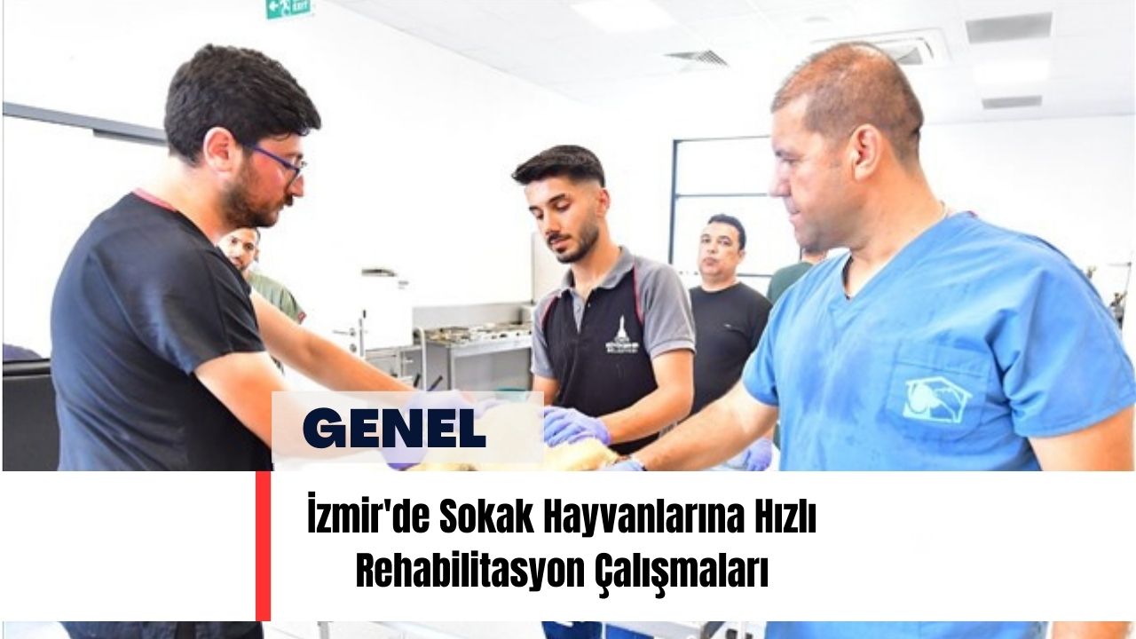 İzmir'de Sokak Hayvanlarına Hızlı Rehabilitasyon Çalışmaları