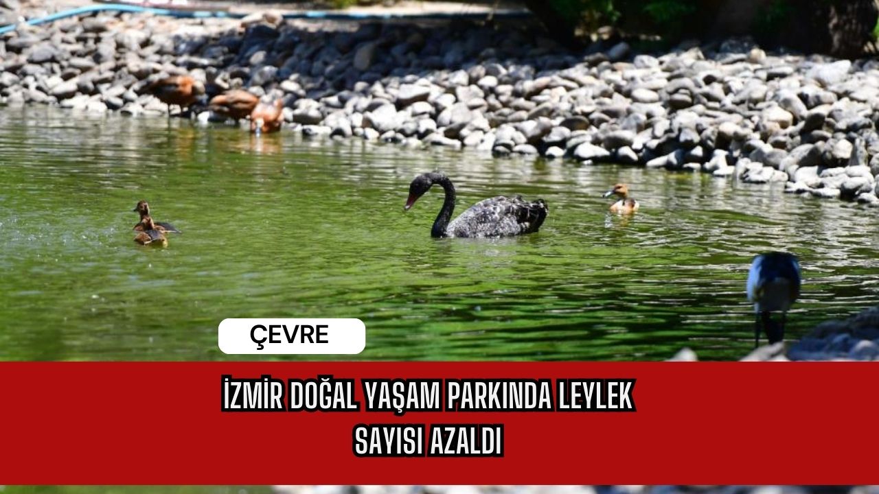 İzmir Doğal Yaşam Parkında Leylek Sayısı Azaldı