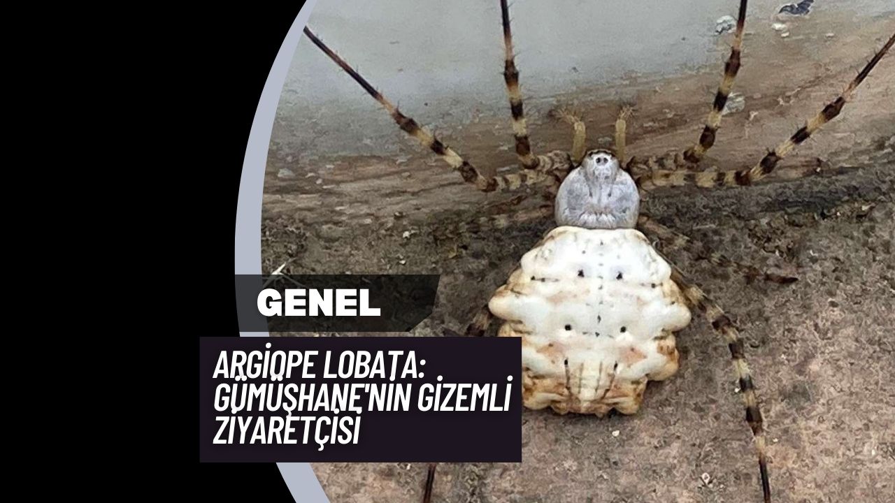 Argiope Lobata: Gümüşhane'nin Gizemli Ziyaretçisi