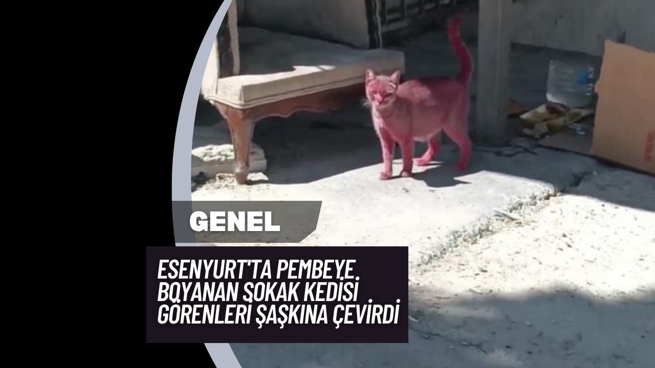 Esenyurt'ta Pembeye Boyanan Sokak Kedisi Görenleri Şaşkına Çevirdi