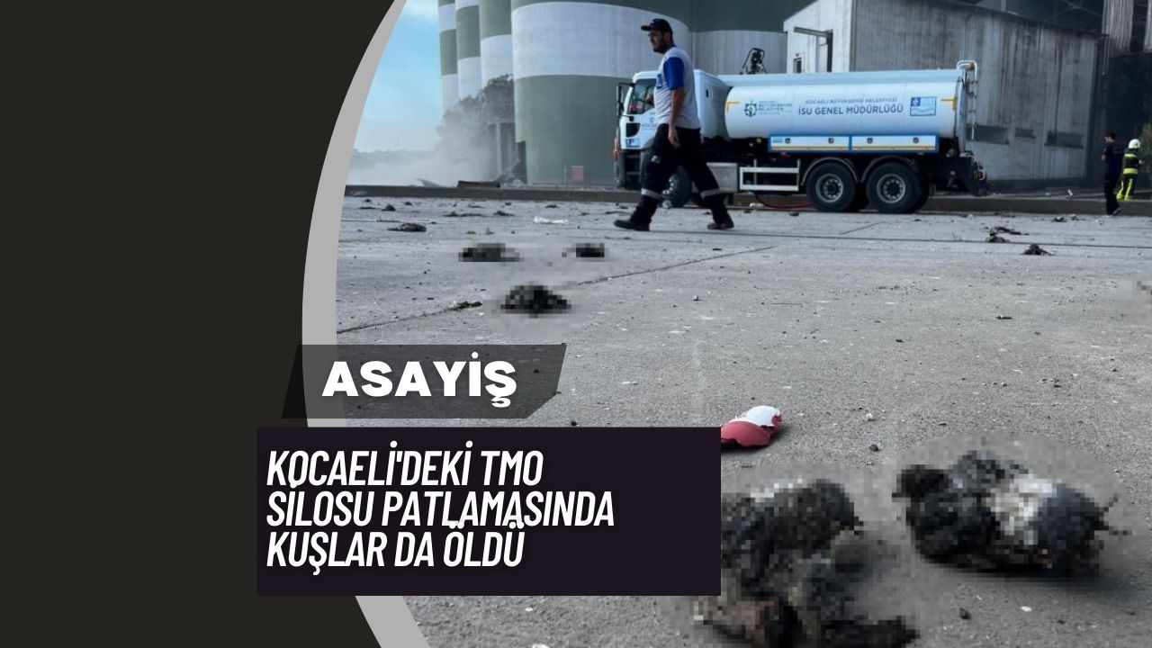 Kocaeli'deki TMO Silosu Patlamasında Kuşlar da Öldü