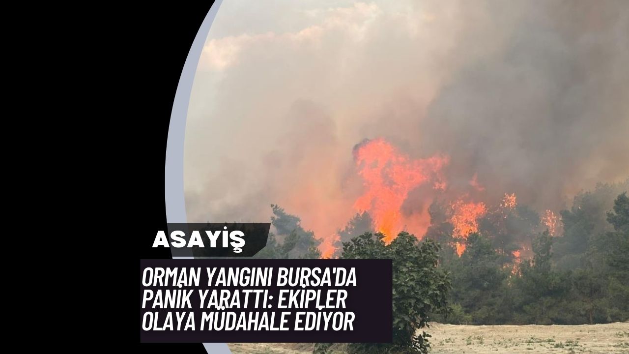 Orman Yangını Bursa'da Panik Yarattı: Ekipler Olaya Müdahale Ediyor